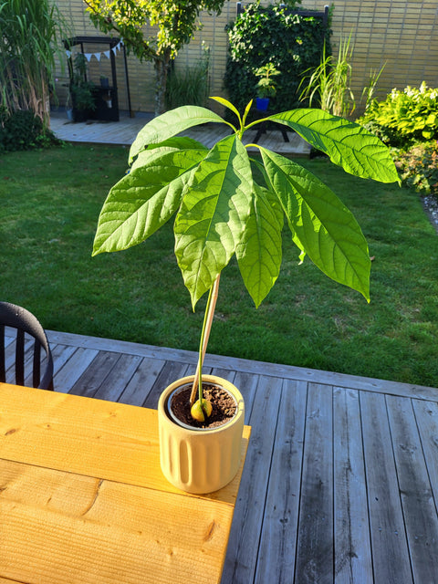 Odla ett litet avokadoträd