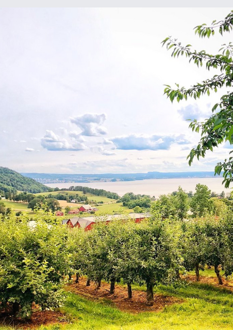 Nektar svarta vinbär 0,63L