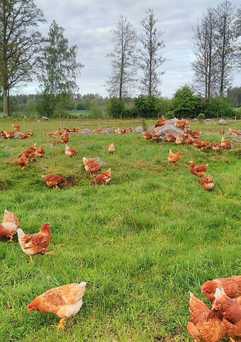 Grönbetesägg