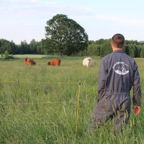 Daniel på Alvas Naturbete med korna på bete