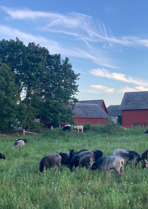 Biodynamisk lammbringa EKO