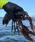 Nyfångad svensk hummer ombord på en fiskebåt