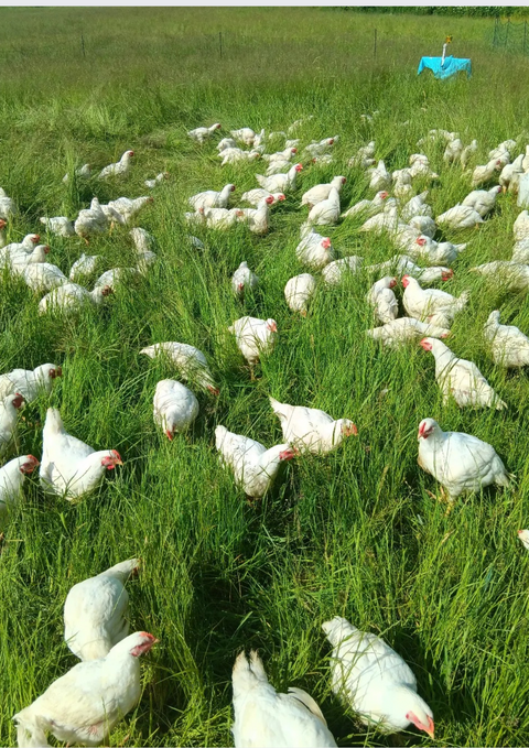 Låda med grönbeteskyckling