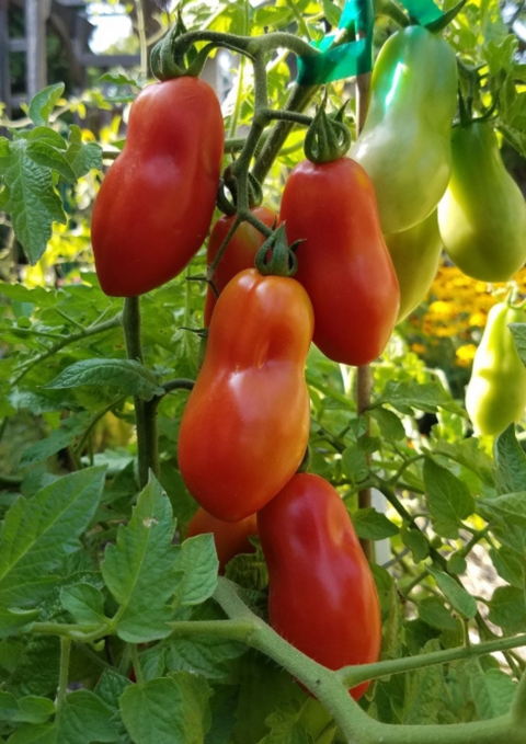 San Marzano Dop EKO 400g