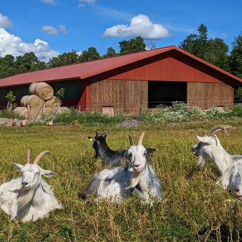 Getfärskost Vitlök & Persilja EKO 150g