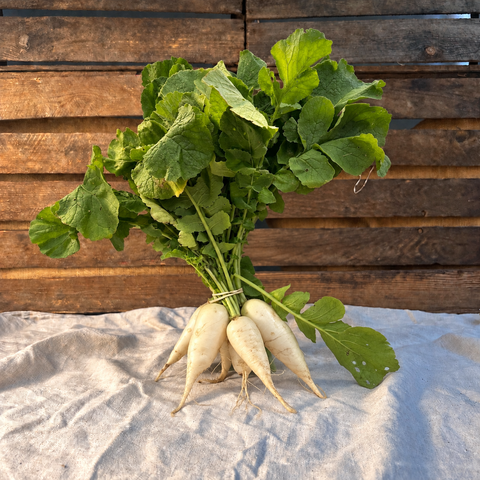 Rättika EKO