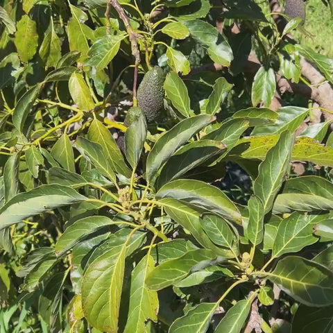 Stora avokado EKO 600g