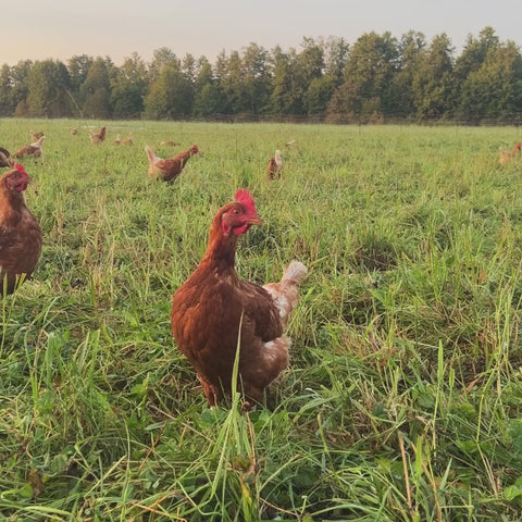 Kokhöna grönbetes EKO ca 1kg